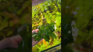 Nomaphila Siamensis aquarium plants [upl. by Bellda64]