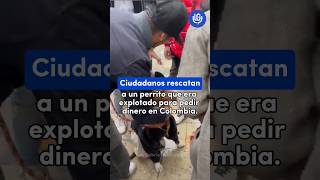 quotUn perro no es un negocioquot 😡 dice mujer tras rescatar a perrito q era utilizado para pedir dinero [upl. by Nerissa]