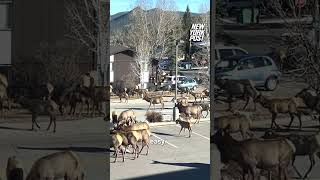 Herd of about 200 elk stroll past hospital in Estes Park CO shorts [upl. by Nissy]