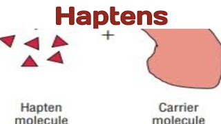 Haptens biologywalesir haptens antigen antibody [upl. by Brookes]