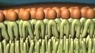 Fluid Mosaic Model of the Cell Membrane [upl. by Anitsej763]