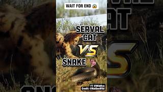 Cat VS Snake Serval Fights A Massive Snake 😱 [upl. by Tadeo498]