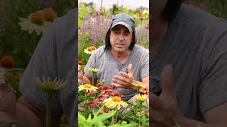 Where to Plant Your Echinacea  What to Expect from this Excellent Native Perennial [upl. by Alegnaoj173]