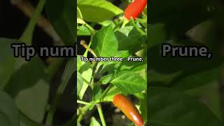 RIPEN Those Chillies FAST at the End of the Season [upl. by Seligmann]