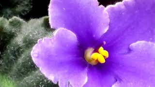 A hairycrenulated variety of African Violet Saintpaulias [upl. by Atorod342]