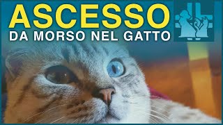 Ascesso da morso nel gatto [upl. by Corrianne]