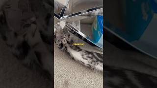 repairman music tv dance cat kittenmusic funnycat musiccat catvideos edm psy [upl. by Pauline709]