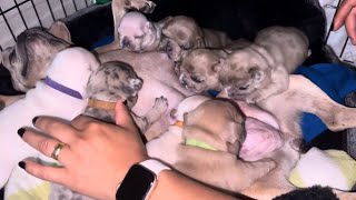 French Bulldog GROWING UP  Day 1 to 30  Evolution puppies [upl. by Esten]