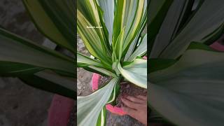 🪴How To Grow Furcaria Plant 🪴youtubeshorts trending plantpot nature pruning naturecorner [upl. by Atsejam]