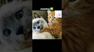 Mewing cat meme  Meme [upl. by Ernst]