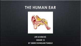 LIFE SCIENCES HUMAN EAR GRADE 12 [upl. by Nerot]