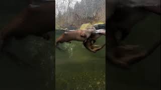 River otters swim excitedly at Sequoia Park Zoo in California [upl. by Leugimesoj]