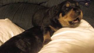 Rottweiler Puppy Howling Two Weeks Old [upl. by Nageet]