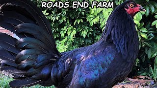 Beautiful Black Birds McRae Hennie Jap McLean ROADS end FARM [upl. by Bardo824]