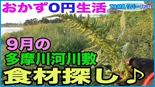 【おかず０円生活】9月の多摩川河川敷で食材探し♪アオビユ（ホナガイヌビユ）の花穂と根っこ [upl. by Anuhsal]