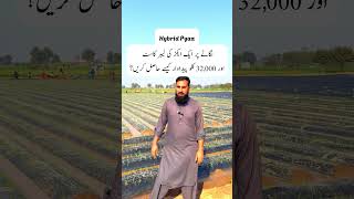 Hybrid Pyaz Farming  1 Acre Labor Cost amp 32000 KG Onion Yield Kaise Hasil Karein Full Guide [upl. by Olbap]