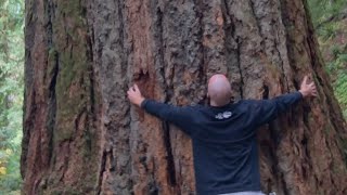 These Canadian Trees Are 800 Years Old  A Talk Amongst The Giants [upl. by Pontus]