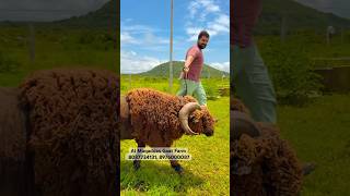 Jawwad Mir’s Merino Sheep on Palai at Al Muqaddas Goat Farm Pune [upl. by Llerrah245]