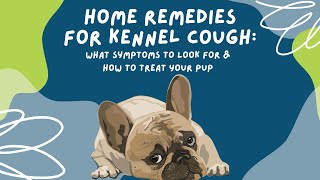 Home Remedies for Kennel Cough What Symptoms to Look For amp How to Treat Your Pup [upl. by Catlaina]