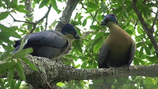 Birds of northern South Africa part 4 [upl. by Henning858]