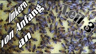 Imkern von Anfang an  Teil 3  Auf der Suche nach der Bienenkönigin I [upl. by Kaufman178]