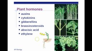 AP Biology Chapter 39 Plant Response Part 1 [upl. by Ausoj568]