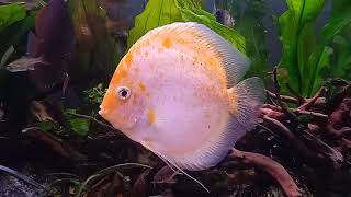 Akwarium 25102024 585 White Yellow Discus [upl. by Adiaroz360]