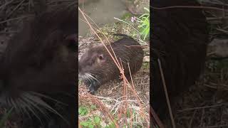 Nutria Coypu cuteness 🦫😶 [upl. by Ppik]