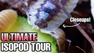 ISOPOD COLLECTION TOUR  FEEDING amp WATERING 34 TYPES [upl. by Larok439]