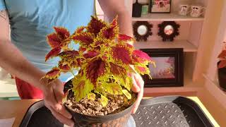 How to Care for Coleus in Winter [upl. by Krisha825]