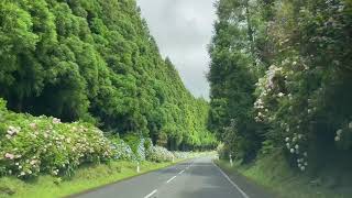 De met hortensias omzoomde wegen van Terceira  26 juli 2023 [upl. by Norihs]