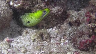 An Undulated Moray Eel having a feast [upl. by Kulda]