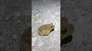 This Spadefoot Toad Really Loves the Road [upl. by Nauh]