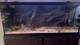 Adding The First Geophagus To The 75 Gallon South American Biotope [upl. by Angelina]