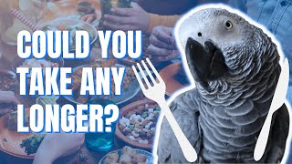 African Greys can be so demanding at dinner time  Gizmo the Grey Bird  Best Talking African Grey [upl. by Analart427]