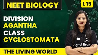 Division  Agantha Class  Cyclostomata  Animal Kingdom  L19  NEET Biology [upl. by Lisandra801]