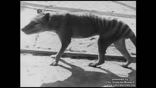 quotFilm 5quot Thylacine Tasmanian Tiger at Hobart Zoo Tasmania 19 December 1933 [upl. by Malin]