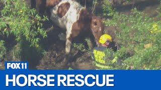 LA City crews working to rescue horse trapped in mud [upl. by Areek]