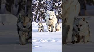 Snow White Takes on the HUGE Wolf with Cubs [upl. by Etireugram]