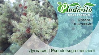 Дугласия I Pseudotsuga menziesii [upl. by Anid995]