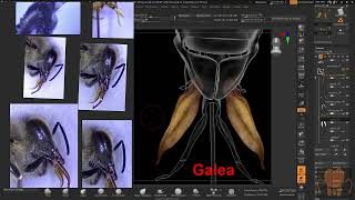 Overview of Honey Bee Mouth Part Anatomy [upl. by Bunch]