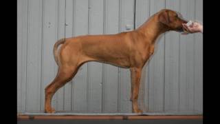 a Rhodesian Ridgeback growing I [upl. by Koziarz]