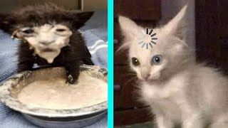 BEST DANK CAT MEMES COMPILATION OF 2020 PART 10 from TikTok [upl. by Ulrica]