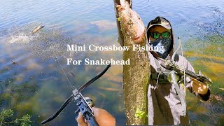 Mini Crossbow Fishing For Snakehead [upl. by Tebazile]