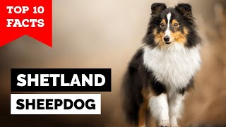 Shetland Sheepdog  Top 10 Facts Sheltie [upl. by Eirrot]