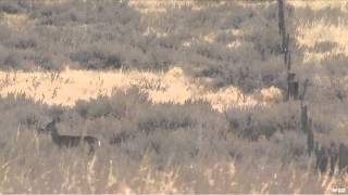 Life at Table Mountain  Mark Stevens Mule Deer Hunt [upl. by Mensch]