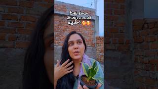 మీరే చెప్పాలి ఎలా ఉందొ 🥰🥰 teluguvlogs shortsfeed viral lifestyle gardening skincare meesho [upl. by Libenson610]