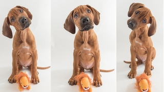 Rhodesian Ridgeback Puppy Training [upl. by Aynam]