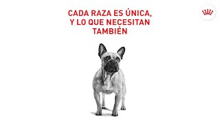 Royal Canin  Cada raza tiene necesidades únicas [upl. by Kathye]