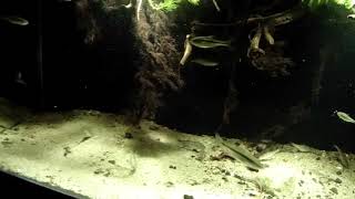 River Iput under the overhanging bush sandy shallows Surazh Russia 280 L [upl. by Nachison]